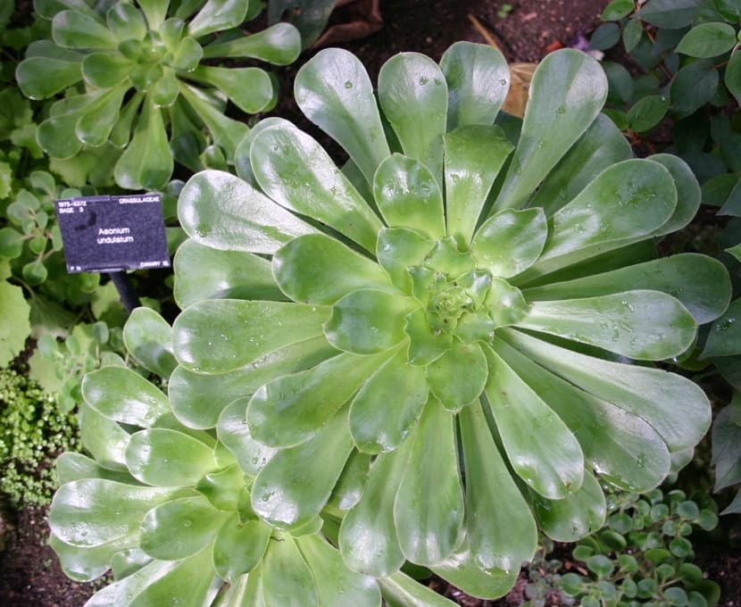 stalked aeonium