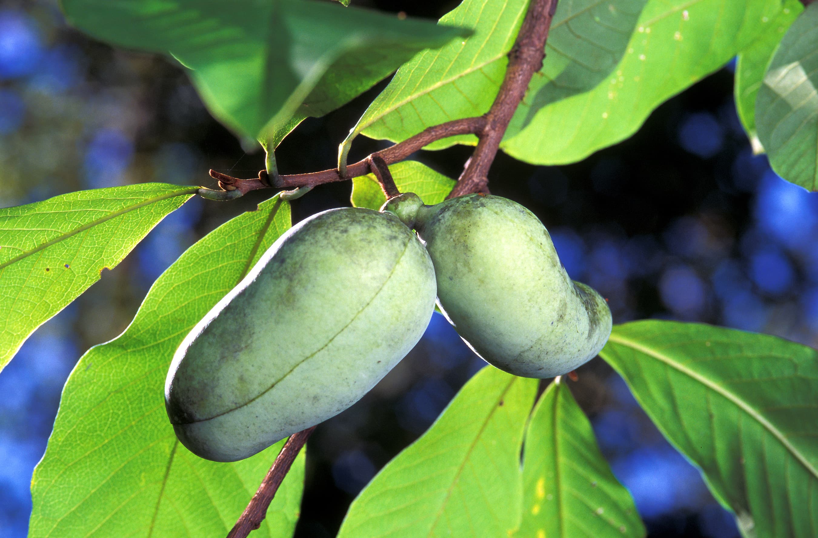 Common Paw Paw