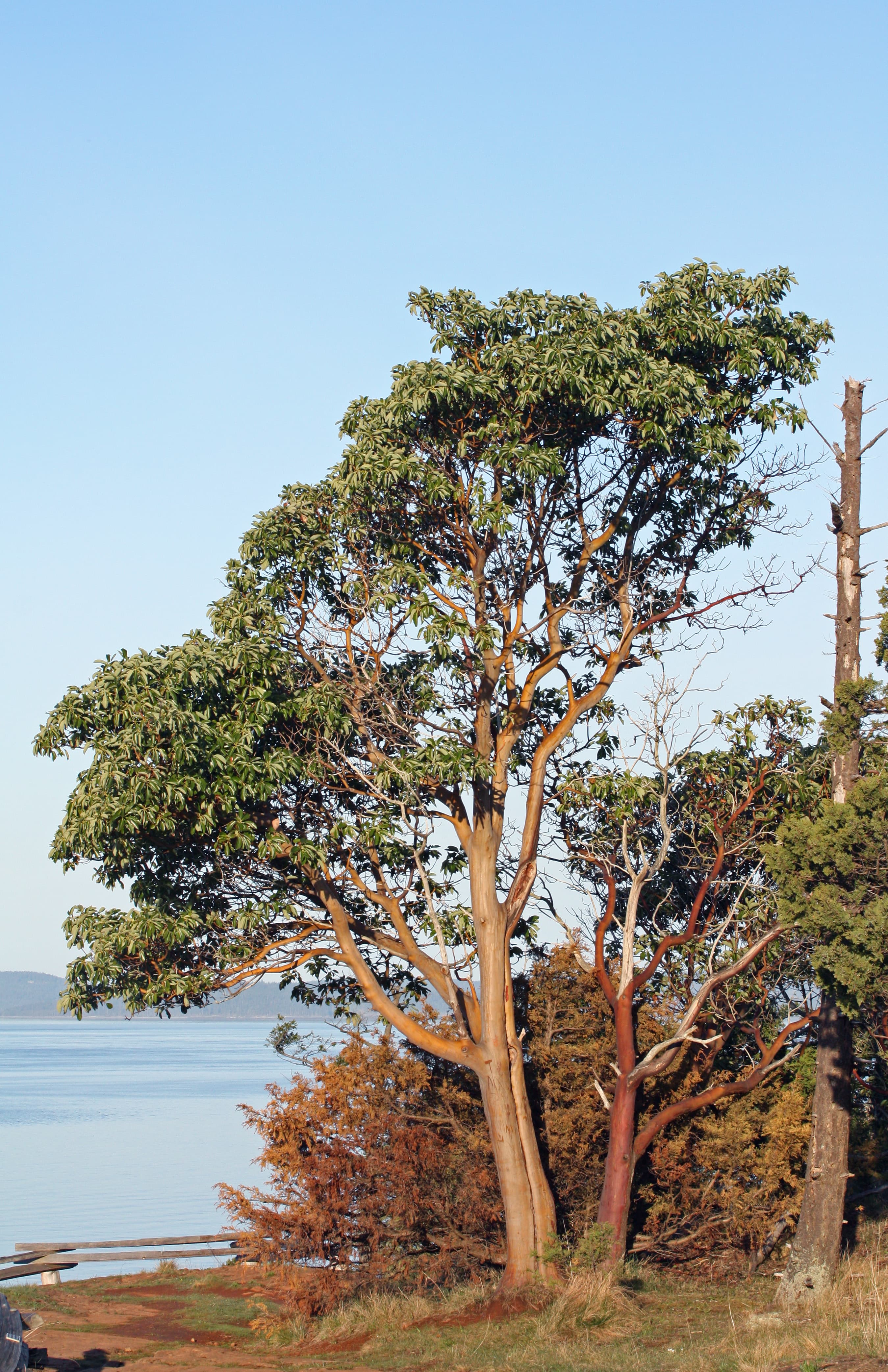 Pacific Madrone*