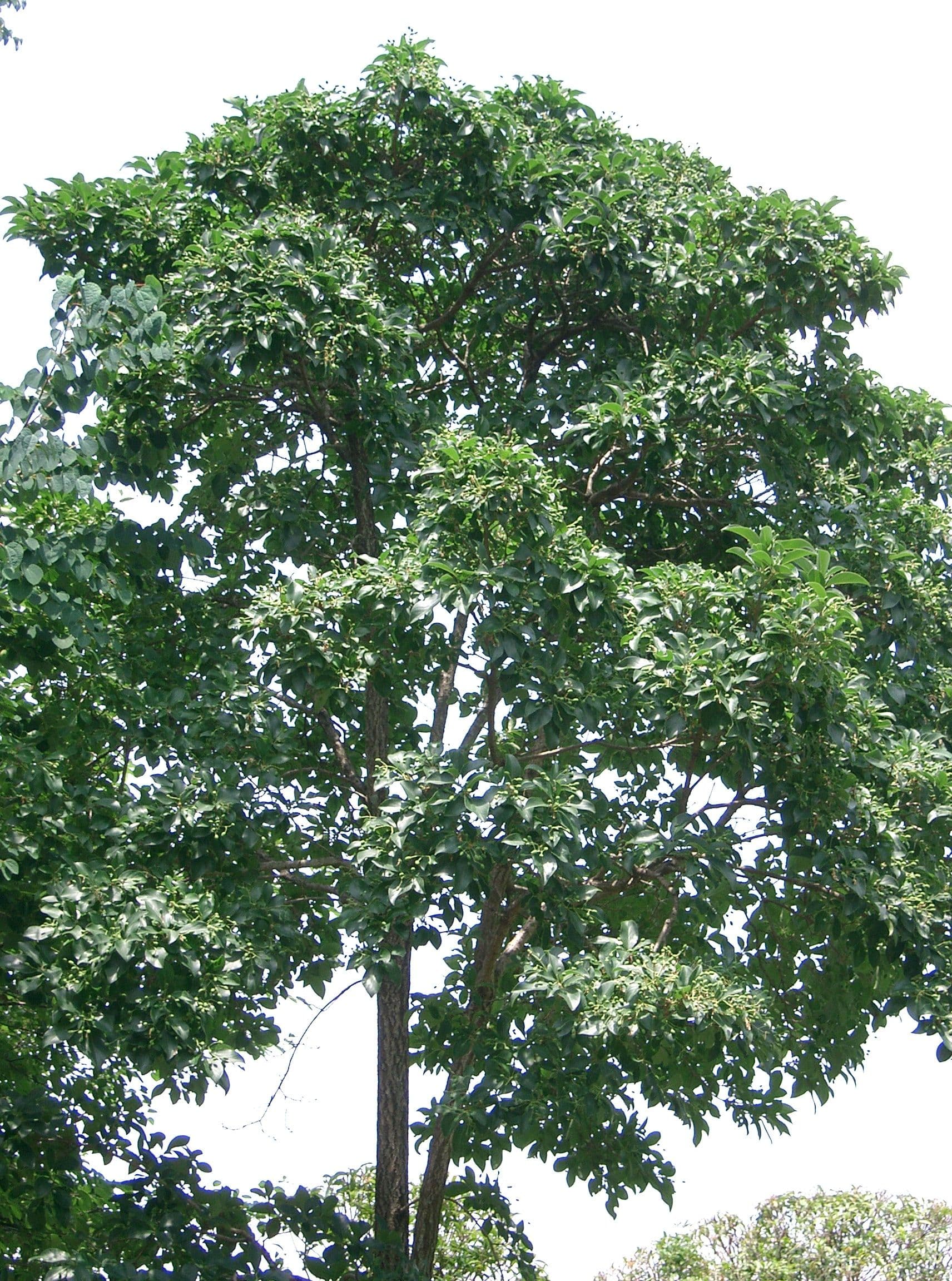 Chinese Fringetree