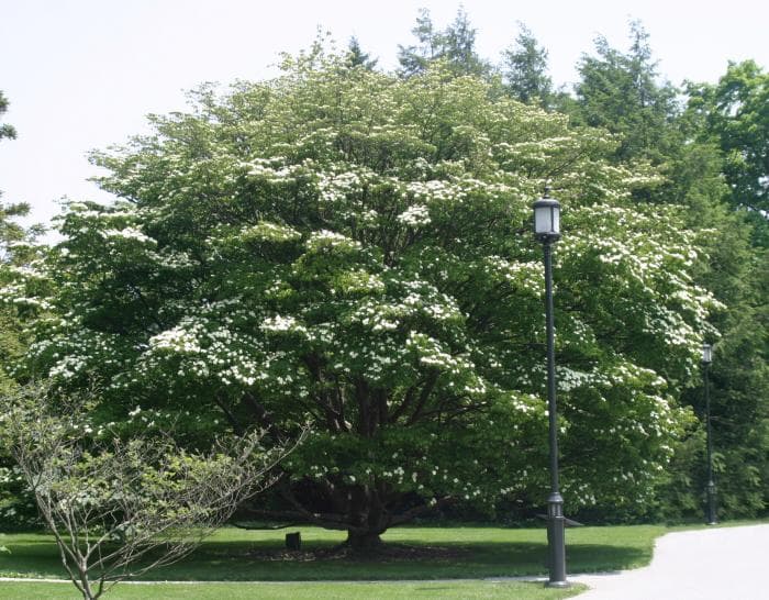 Chinese Dogwood