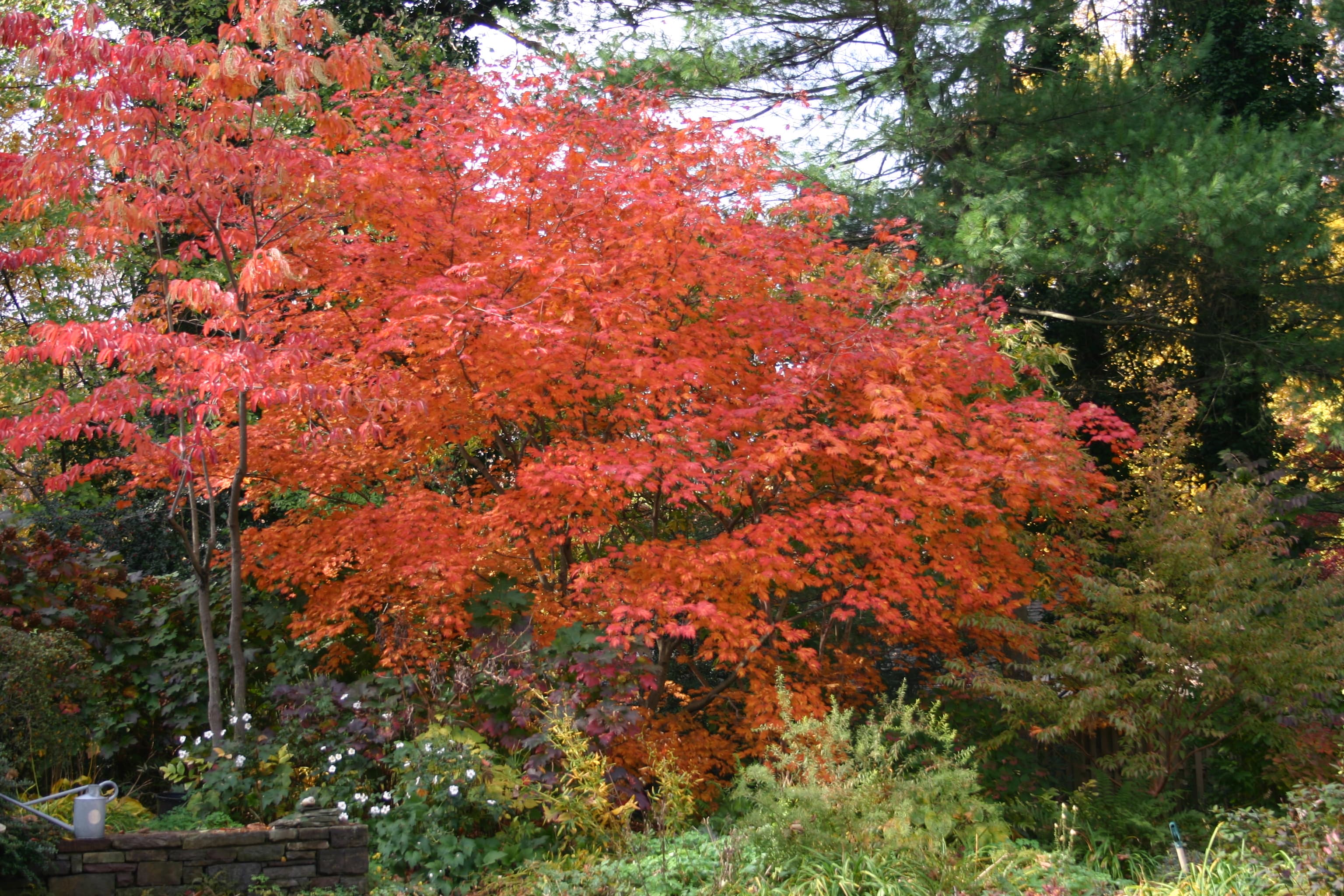Fullmoon Maple