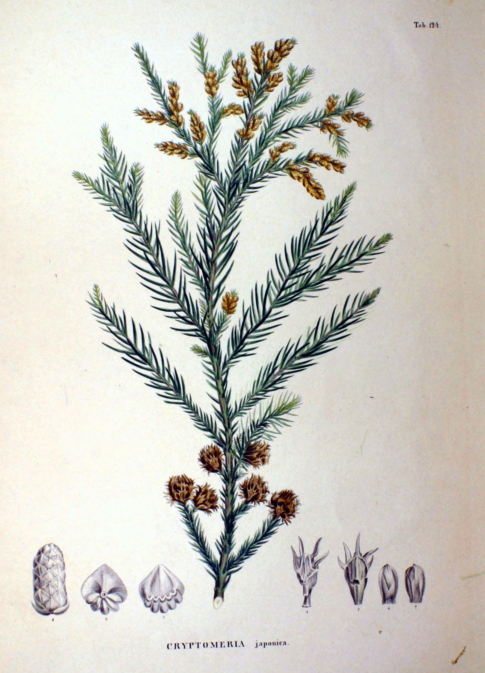 Japanese Cedar