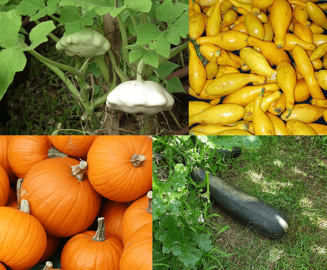 Garden Zucchini