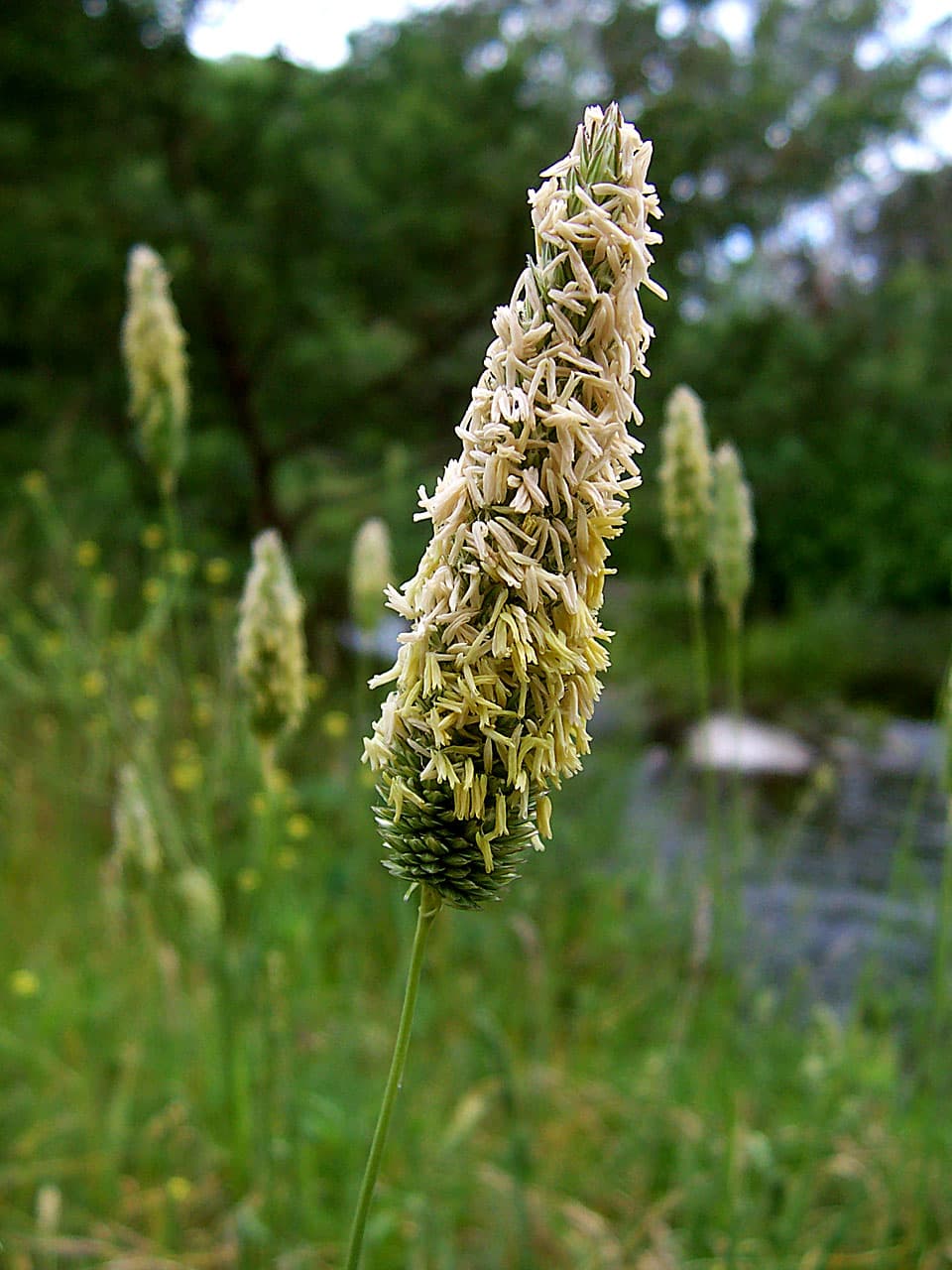 Grass