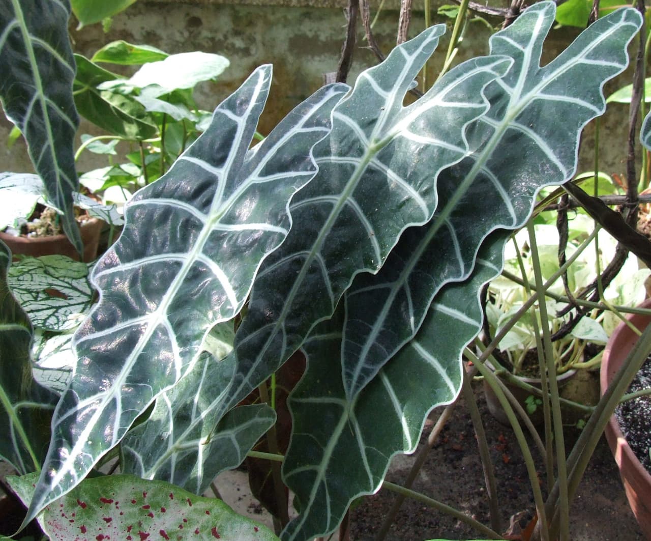 Elephant Ear