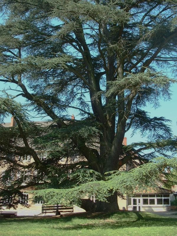 Blue Atlas Cedar