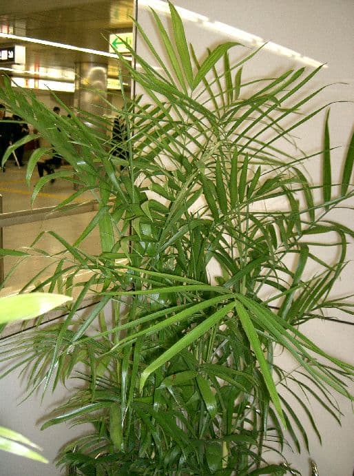 bamboo palm