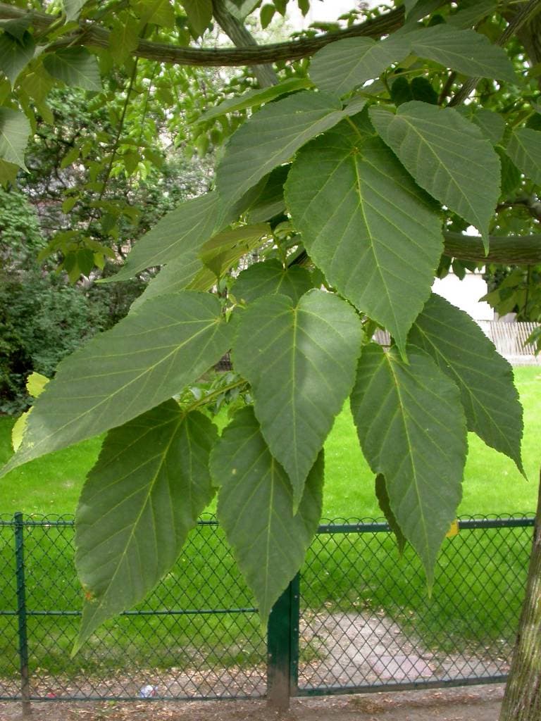 Snakebark Maple