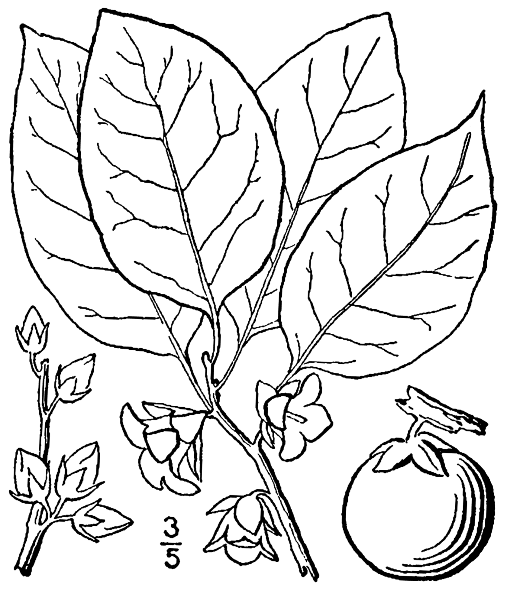 Common Persimmon